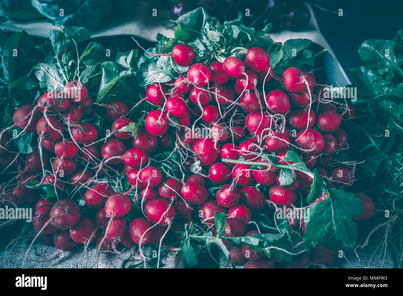 Les radis en vente sur un marché ouvert à Corfou, Grèce.Les radis appartiennent à la famille des crucifères et sont parmi les plus sous-légumes Banque D'Images