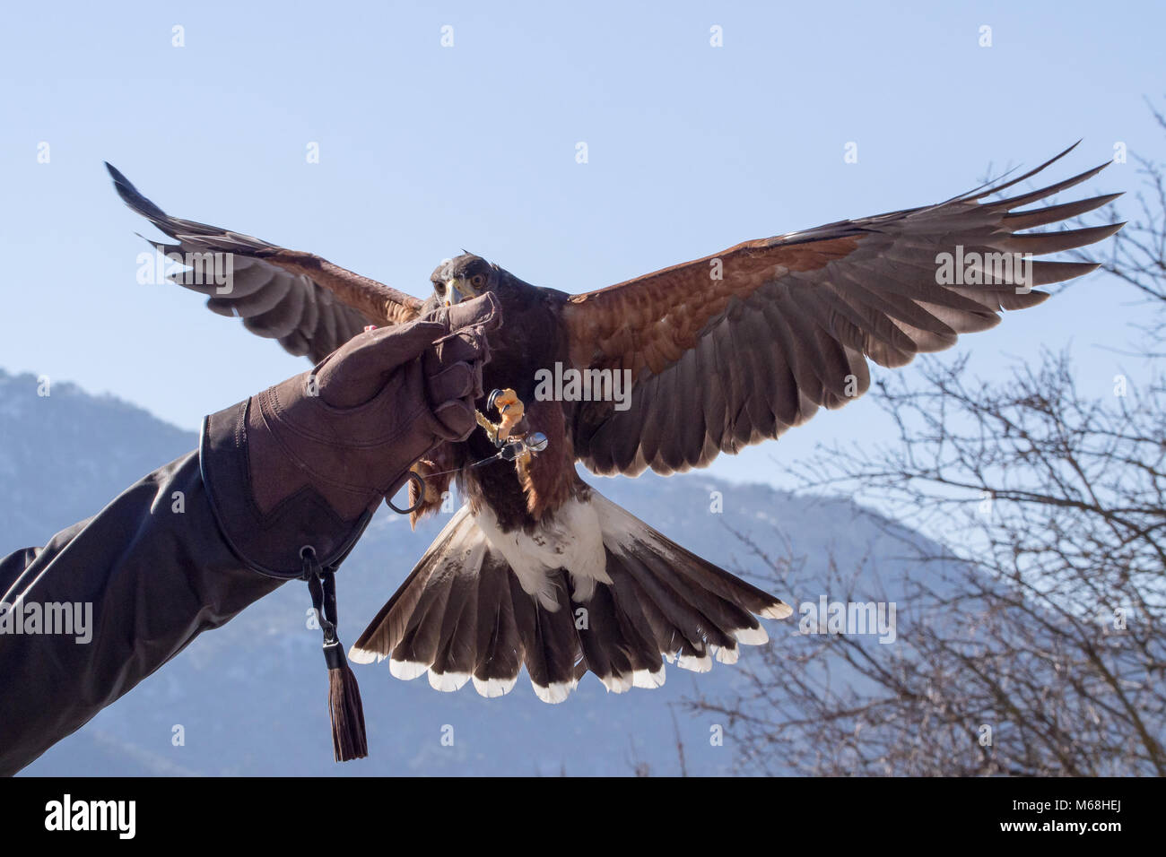 Harris Parabuteo unicinctus (Hawk) l'atterrissage dans un gant de fauconnerie dans une exposition Banque D'Images