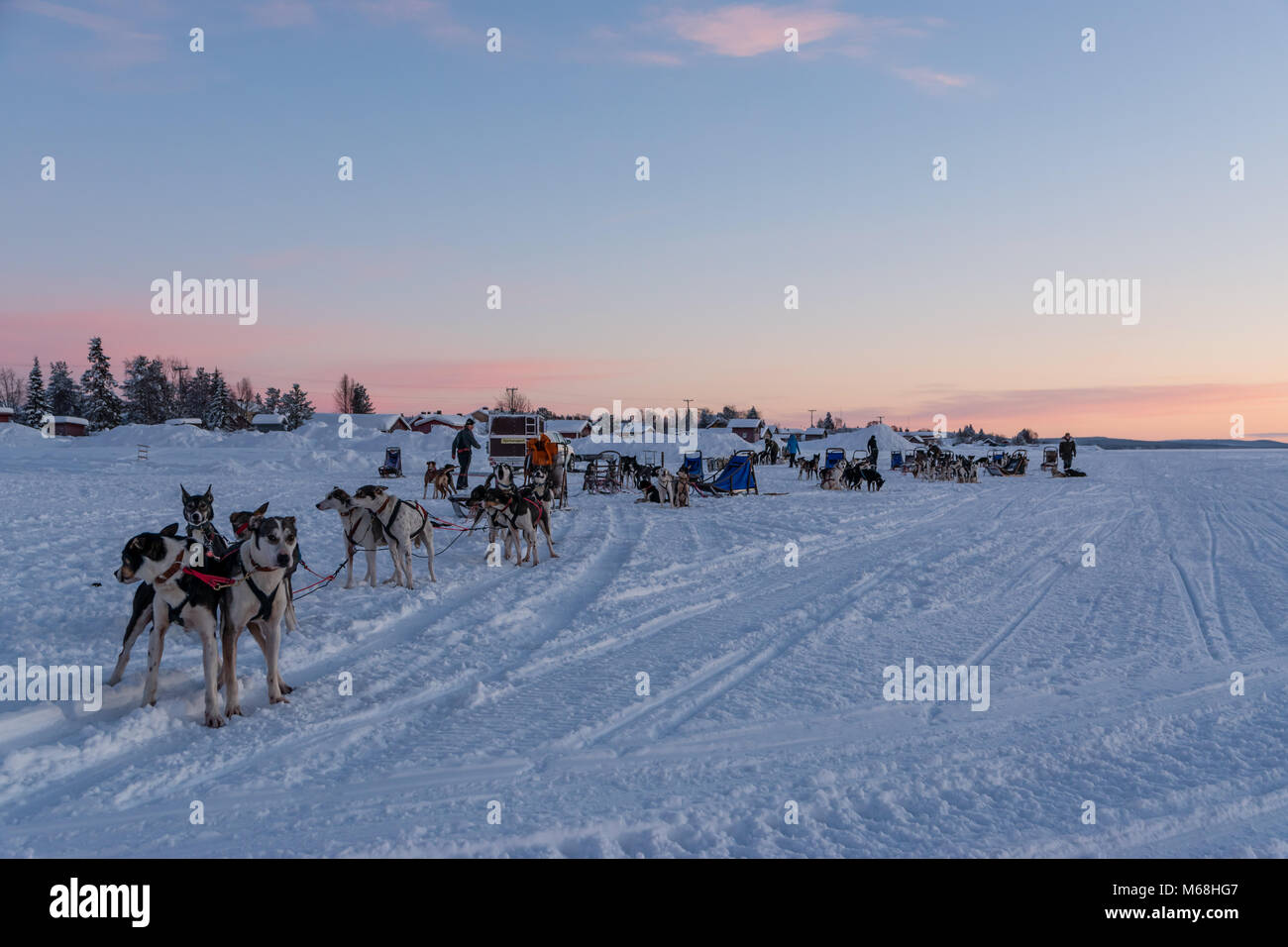 Les chiens sont attelés à leurs traîneaux, qui se préparent à partir sur un trajet sur la rivière Torne, Laponie, Suède Banque D'Images