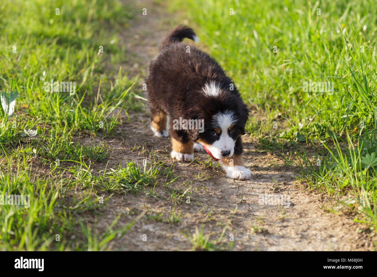 Adorable chiot walking Banque D'Images