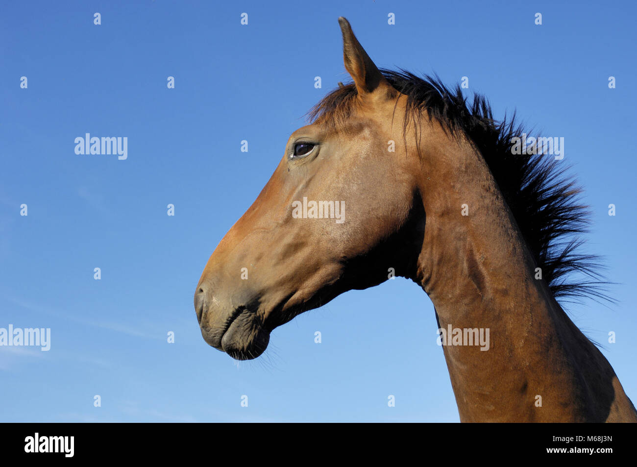 Pferd Banque D'Images