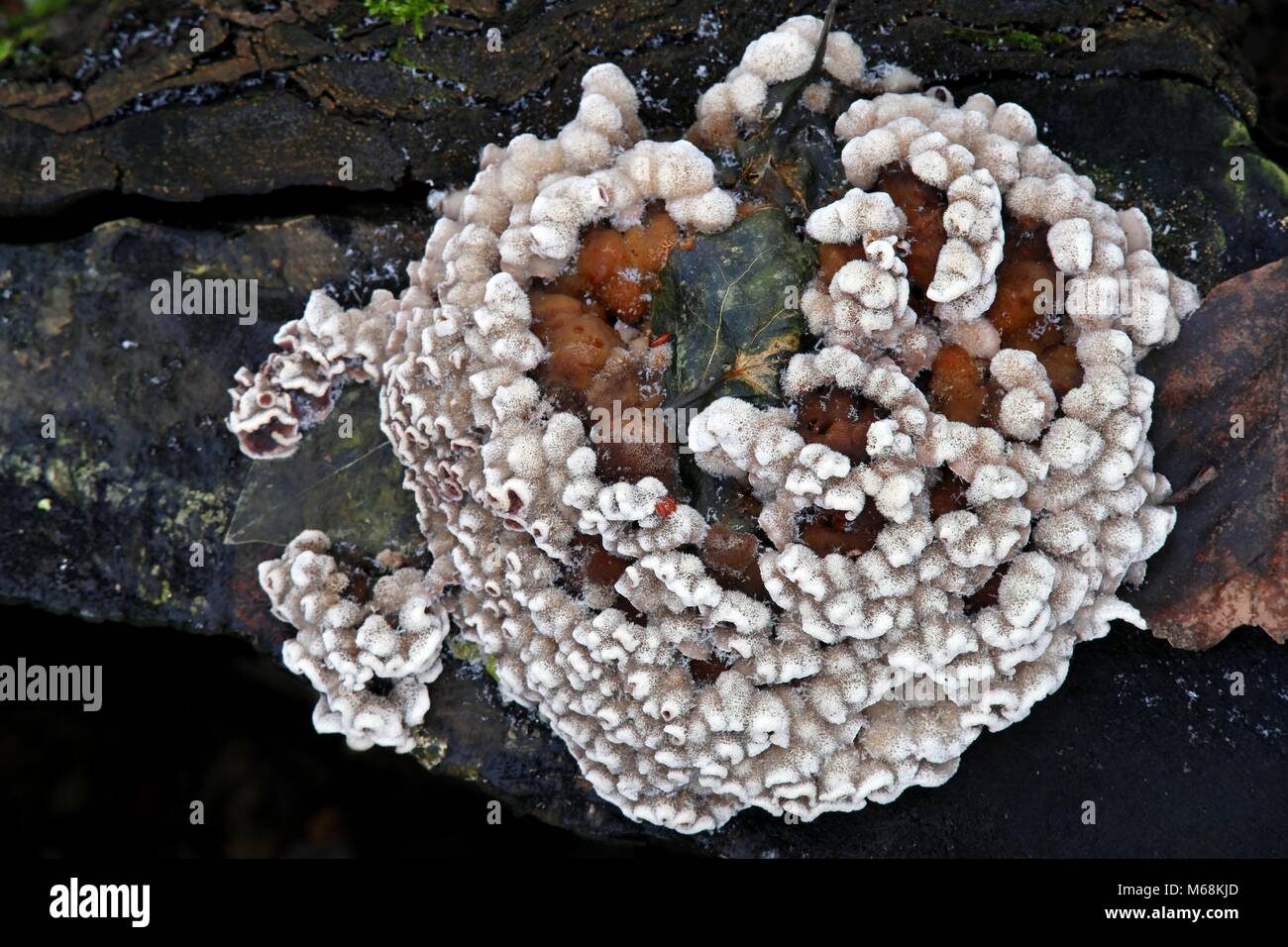 La feuille d'argent, champignon Chondrostereum purpureum, est utilisé comme agent de lutte biologique contre la pourriture du bois Banque D'Images