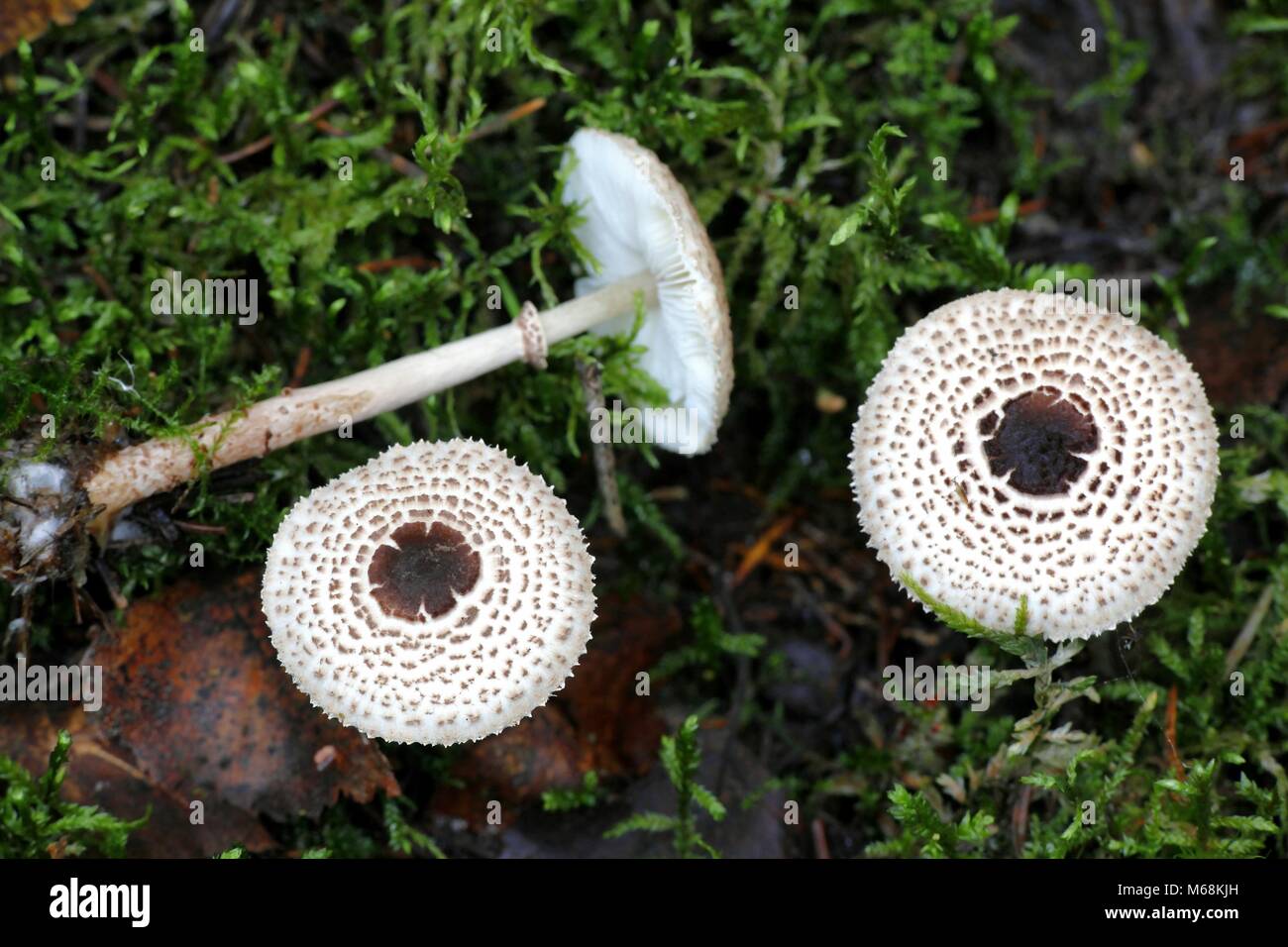 Dapperling Cat, Lepiota felina Banque D'Images