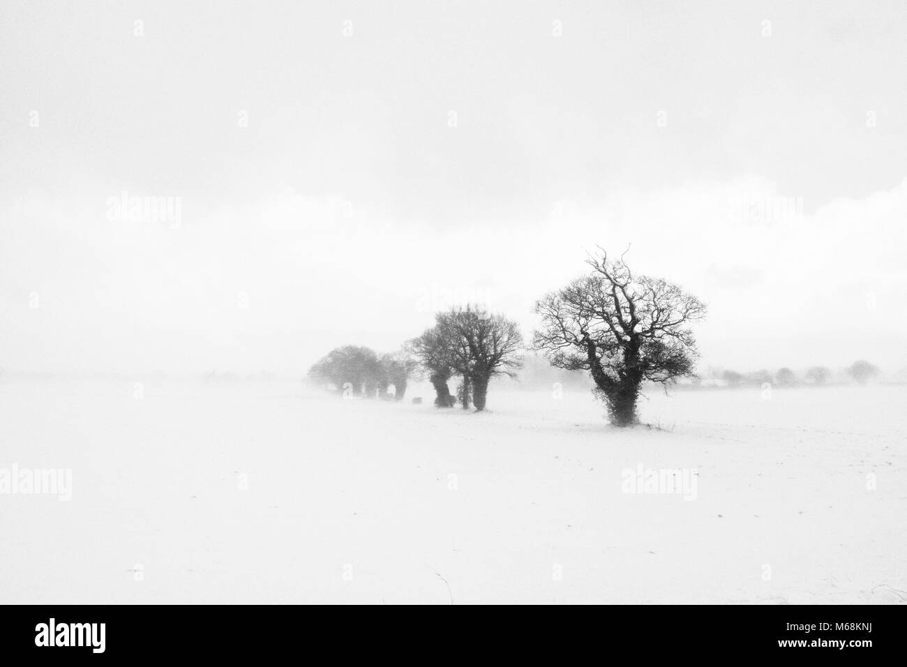 Vu à travers les arbres un blizzard, laissant la place pour le texte Banque D'Images