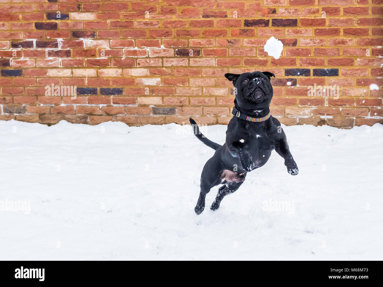 Staffordshire Bull Terrier Noir chien jouant dans la neige et de sauts pour une boule de neige en face d'un mur en briques rouges. Banque D'Images