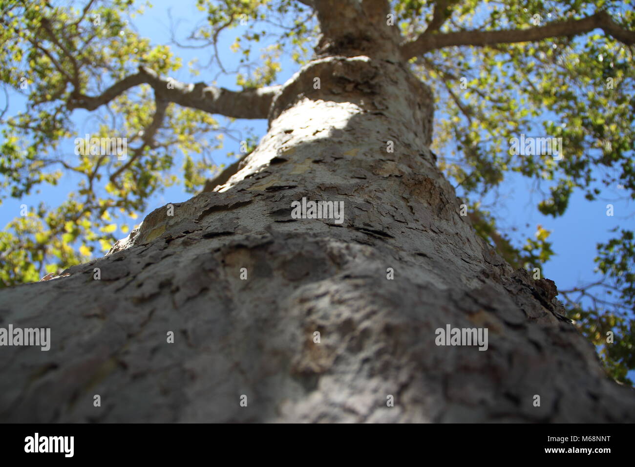 Bel avion arbre avec une grande couronne inondée par la lumière du soleil. Banque D'Images