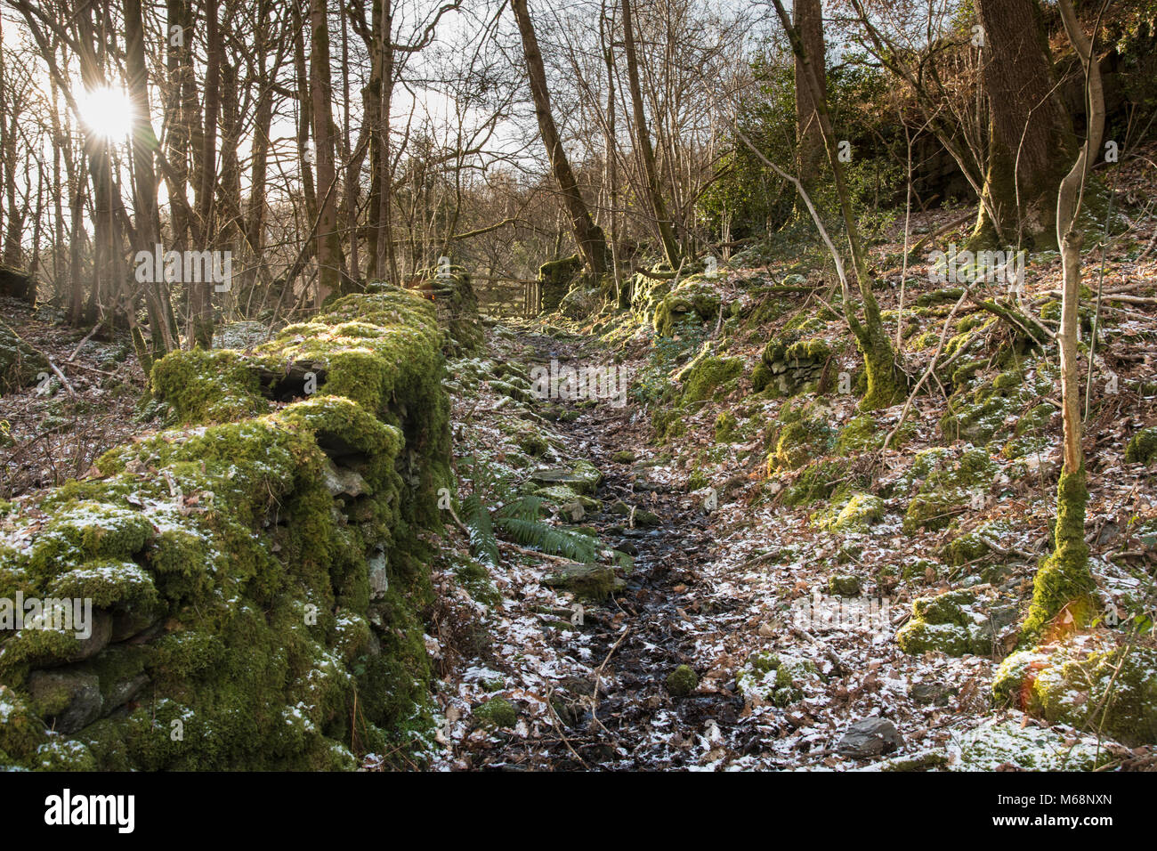 Une piste à travers les arbres avec une fine couche de neige et la lumière du soleil qui brillait à travers avec un mur de pierres sèches couverts de mousse en marche jusqu'à la porte au-delà Banque D'Images