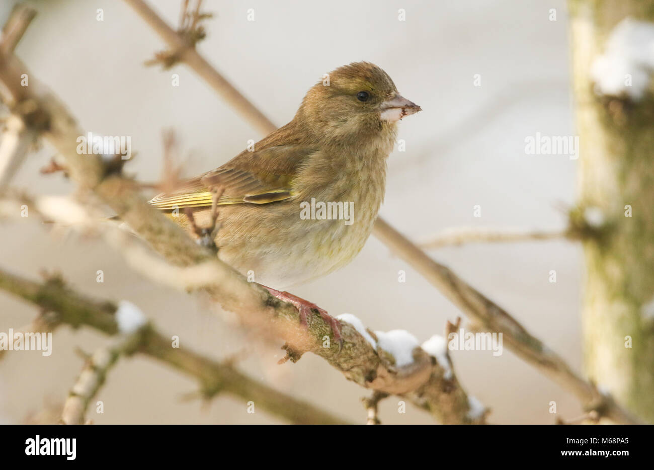 Un joli Verdier (Carduelis chloris) perché sur une branche dans un arbre pendant une tempête. Banque D'Images