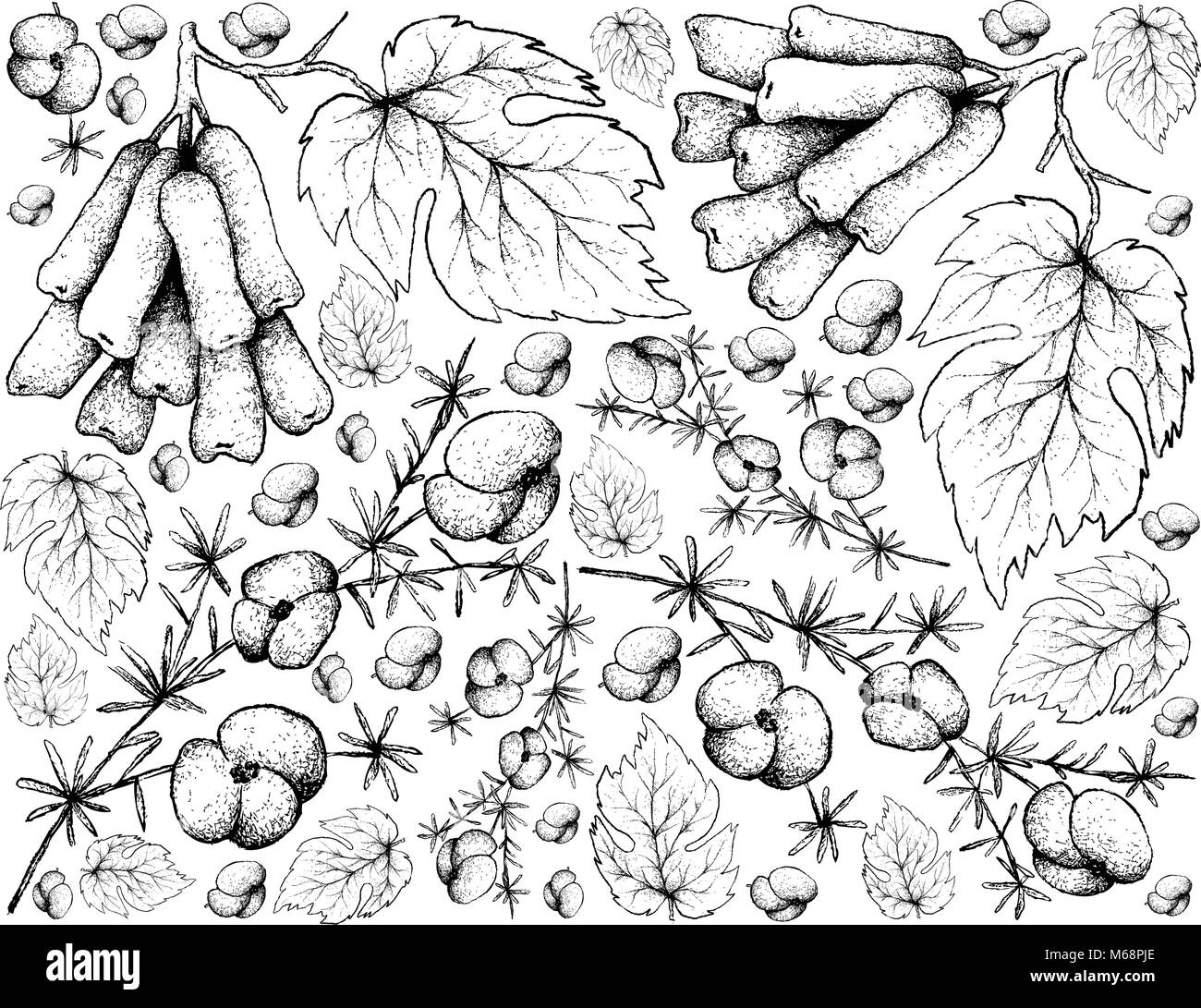 Petits fruits, Illustration Papier peint fond part Croquis d'Asparagus et Longated Fruits raisins noirs, la lune tombe de raisins ou de sorcière Illustration de Vecteur