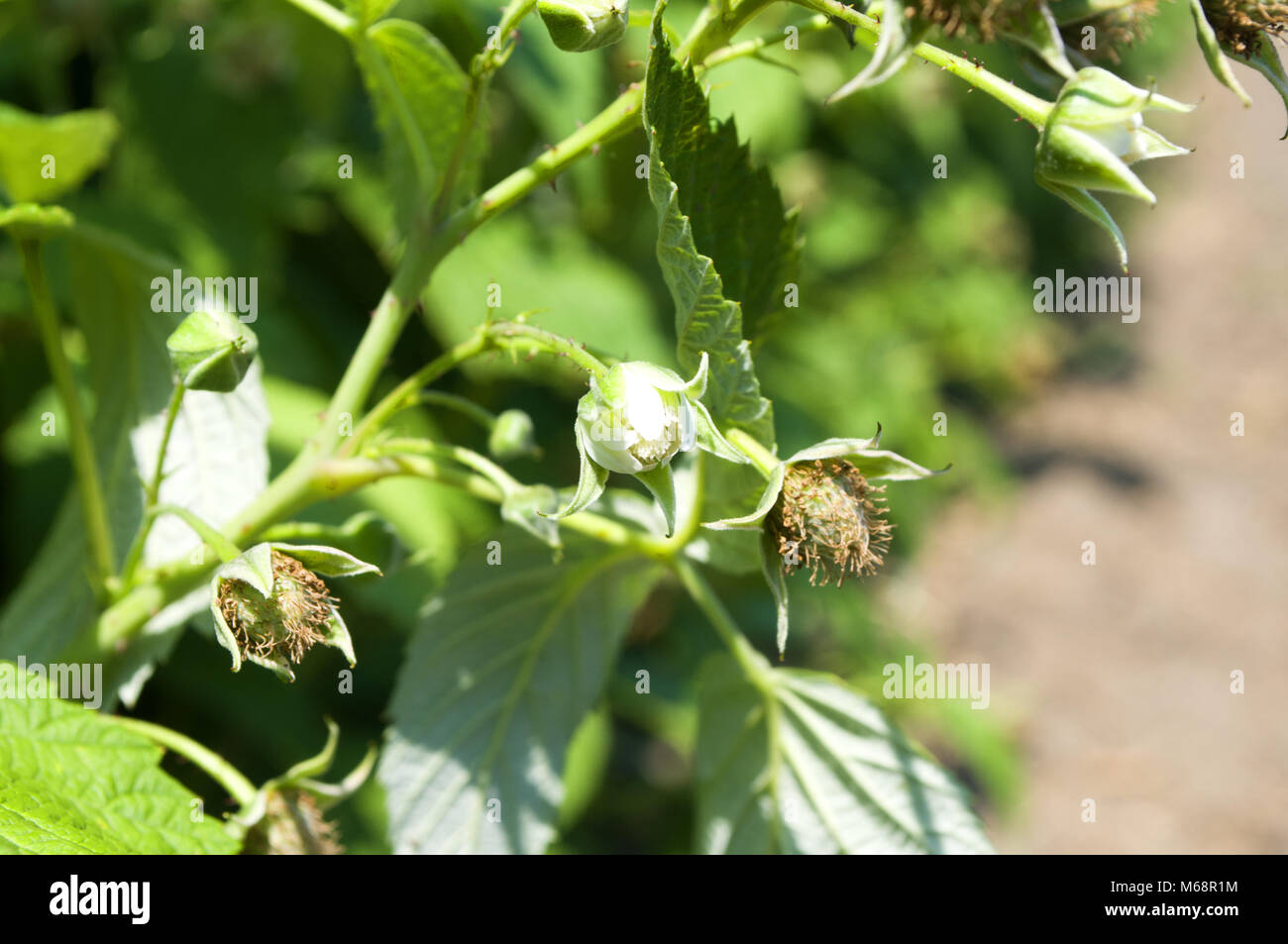 Framboise sain plantation dans le stade de la floraison au cours de la journée ensoleillée en Voïvodine, Serbie Banque D'Images