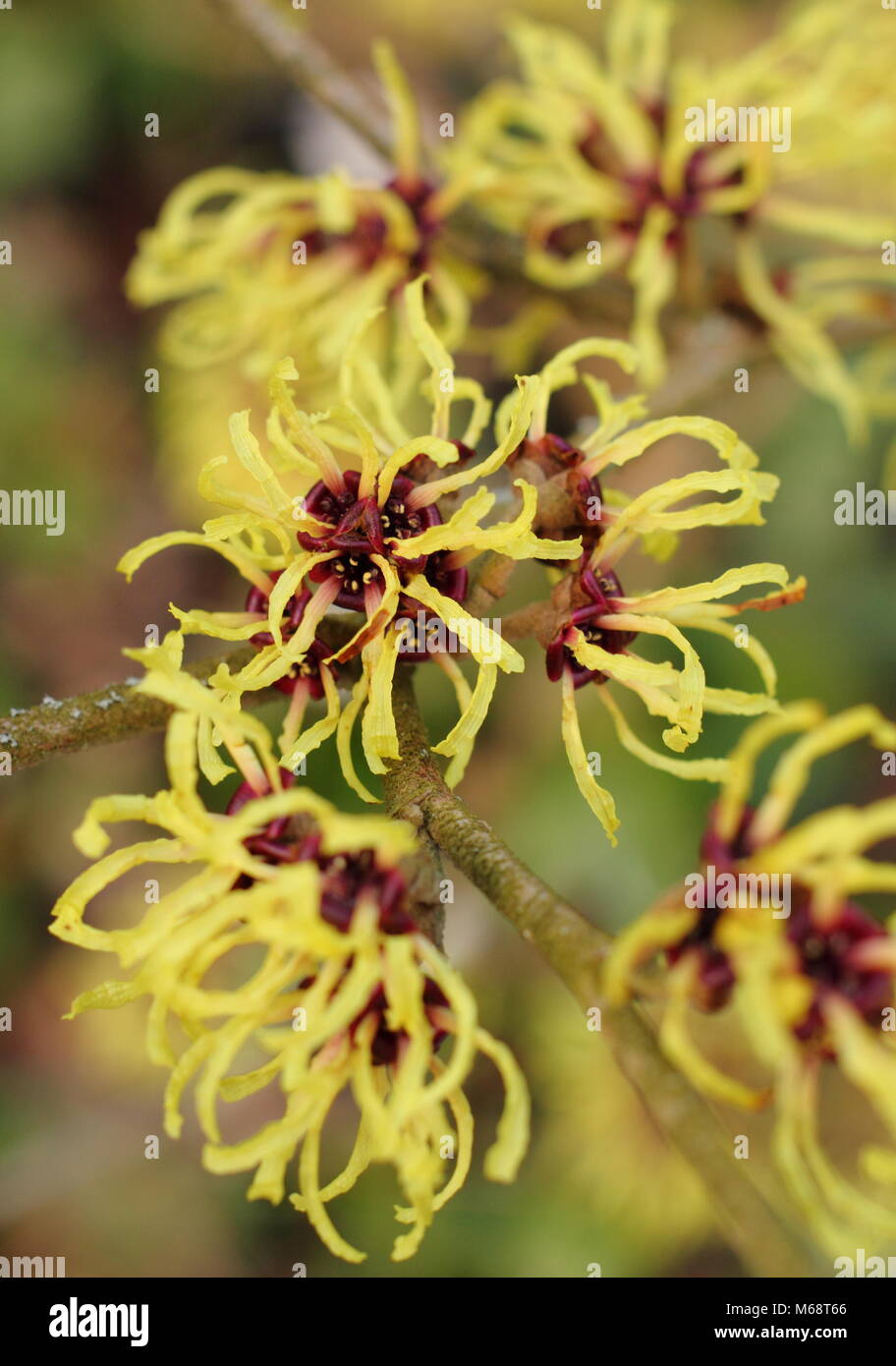 Hamamelis x intermedia 'Pallida' (communément Aronia melanocarpa 'Pallida'), l'hamamélis en fleur, hiver, UK Banque D'Images