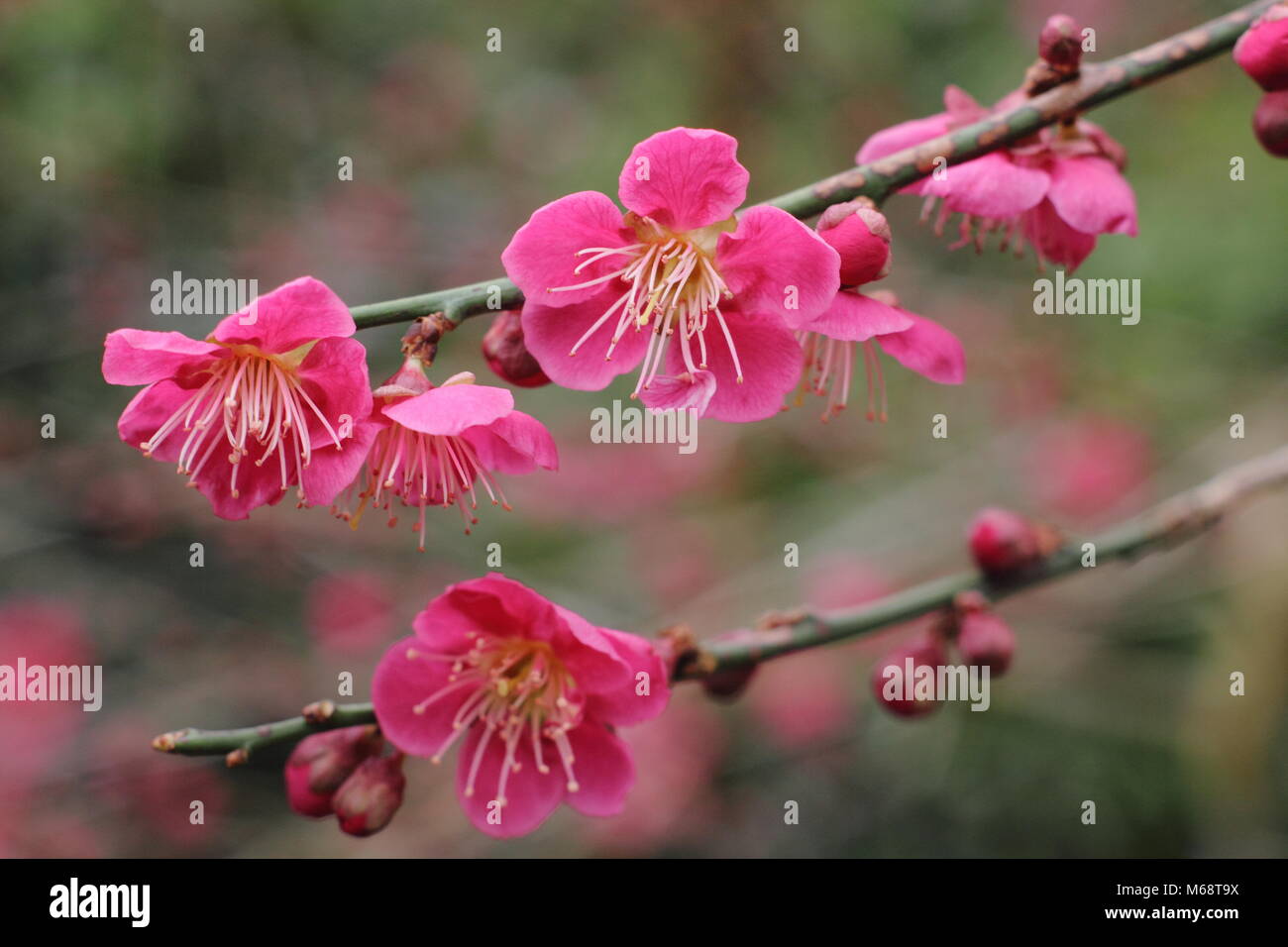 Fleurs de Prunus mume 'Beni-chidori', abricot japonais émergentes dans un jardin à la fin de l'hiver, UK Banque D'Images
