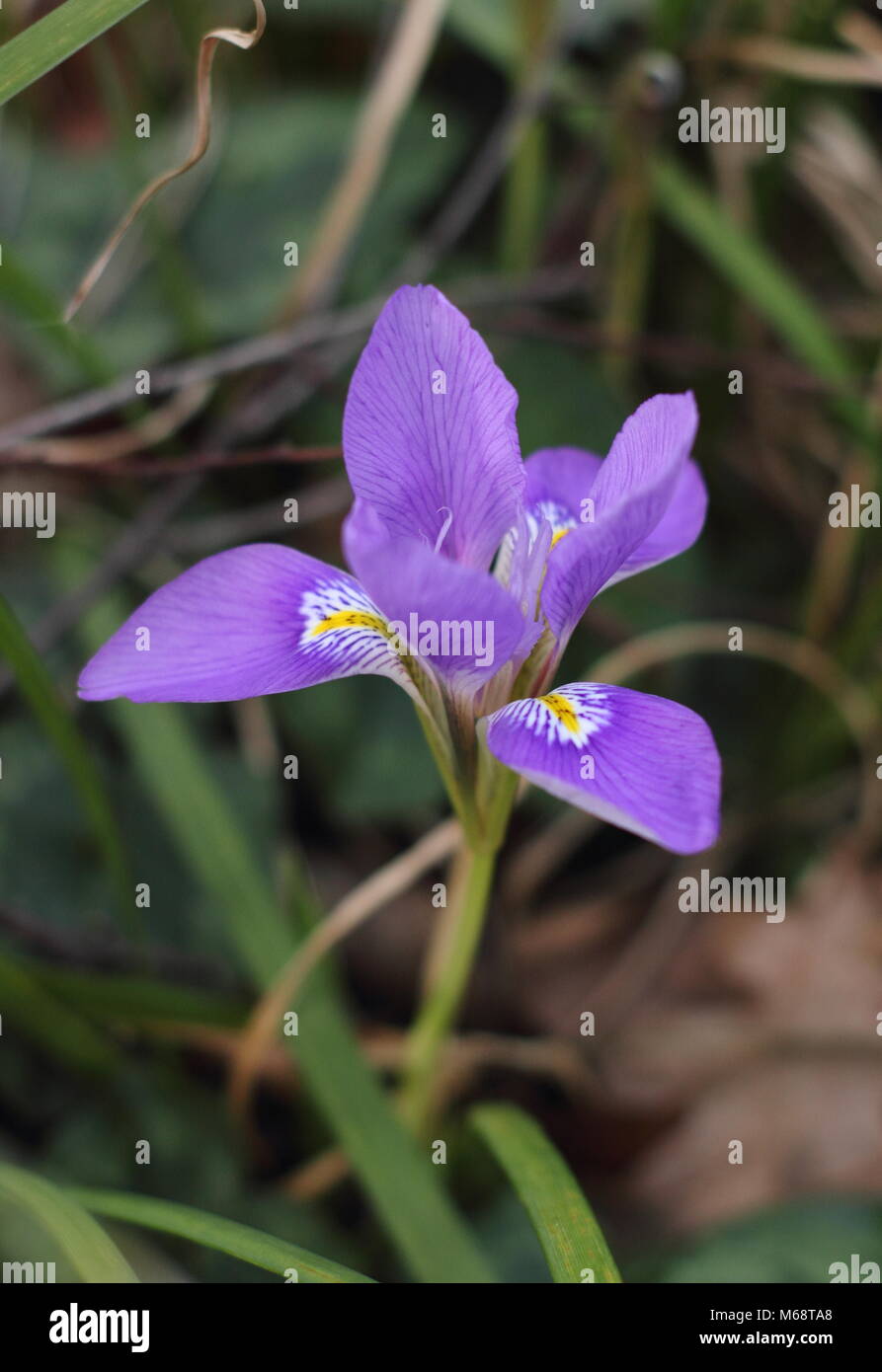 Les fleurs d'Iris unguicularis (iris d'Algérie), dans un jardin d'hiver, février, UK Banque D'Images