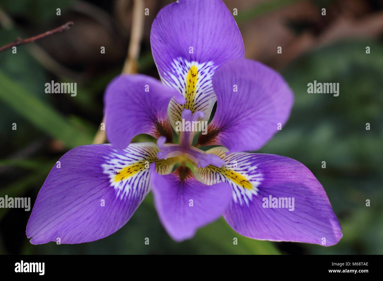 Les fleurs d'Iris unguicularis (iris d'Algérie), dans un jardin d'hiver, février, UK Banque D'Images