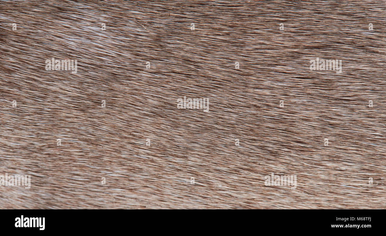 Animaux à fourrure marron texture background close-up. Les poils brun clair Banque D'Images