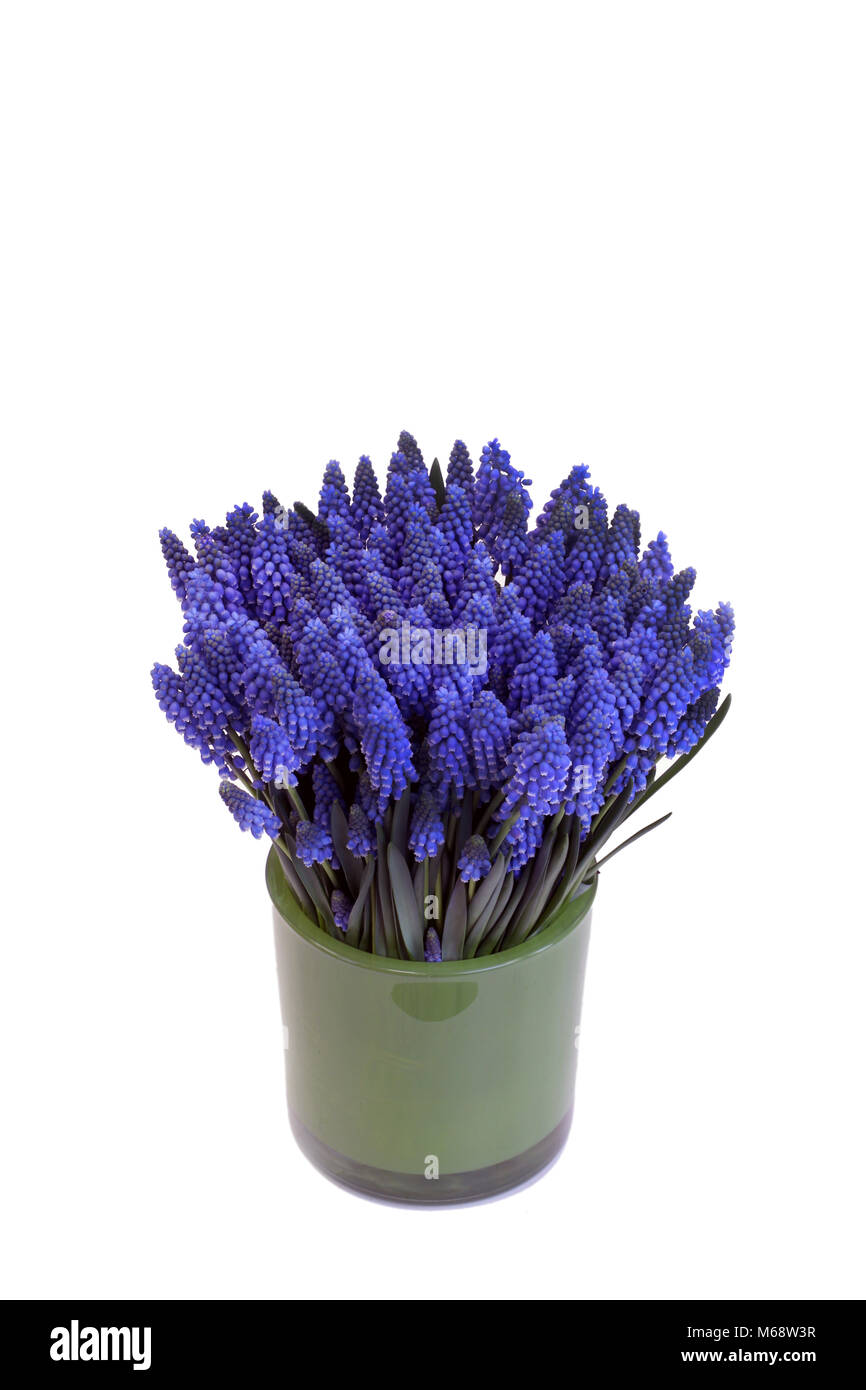 Bouquet de muscari bleu dans un vase vert Banque D'Images