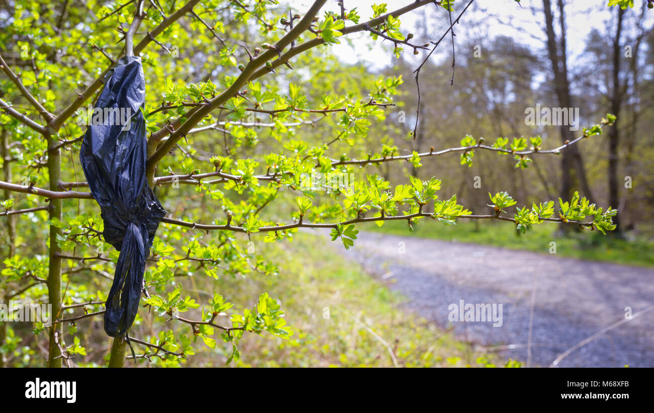Sacs de polyéthylène noir contenant des excréments de chien, mal disposé, suspens sur branch, Pembrey Country Park, Carmarthenshire. Le Pays de Galles. UK. Banque D'Images
