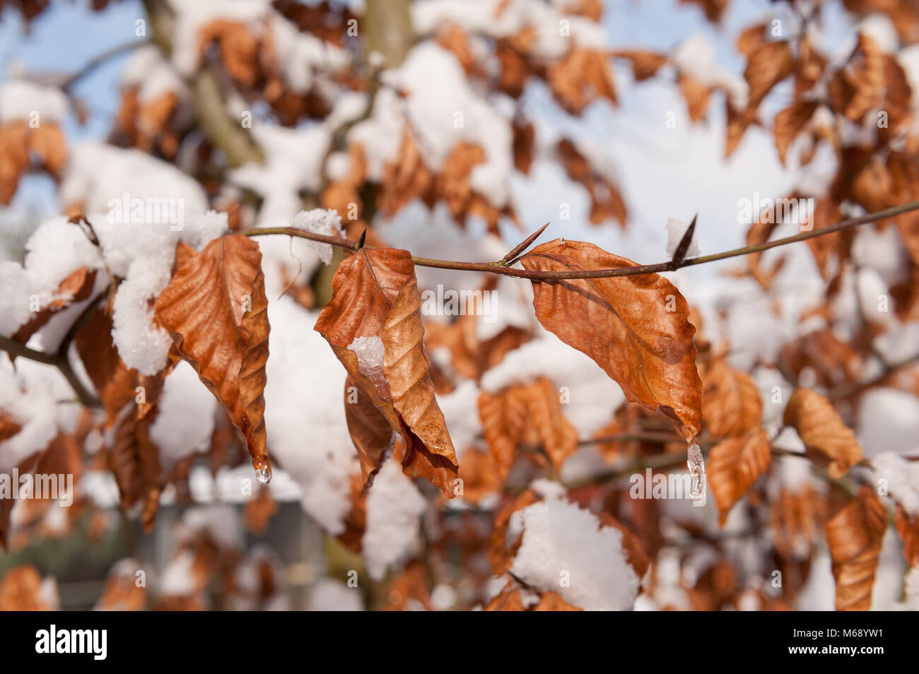 Le cuivre hêtre pourpre Fagus sylvatica f. purpurea, la fonte de neige et de gouttes off formant icicle sur journée d'hiver amer Banque D'Images