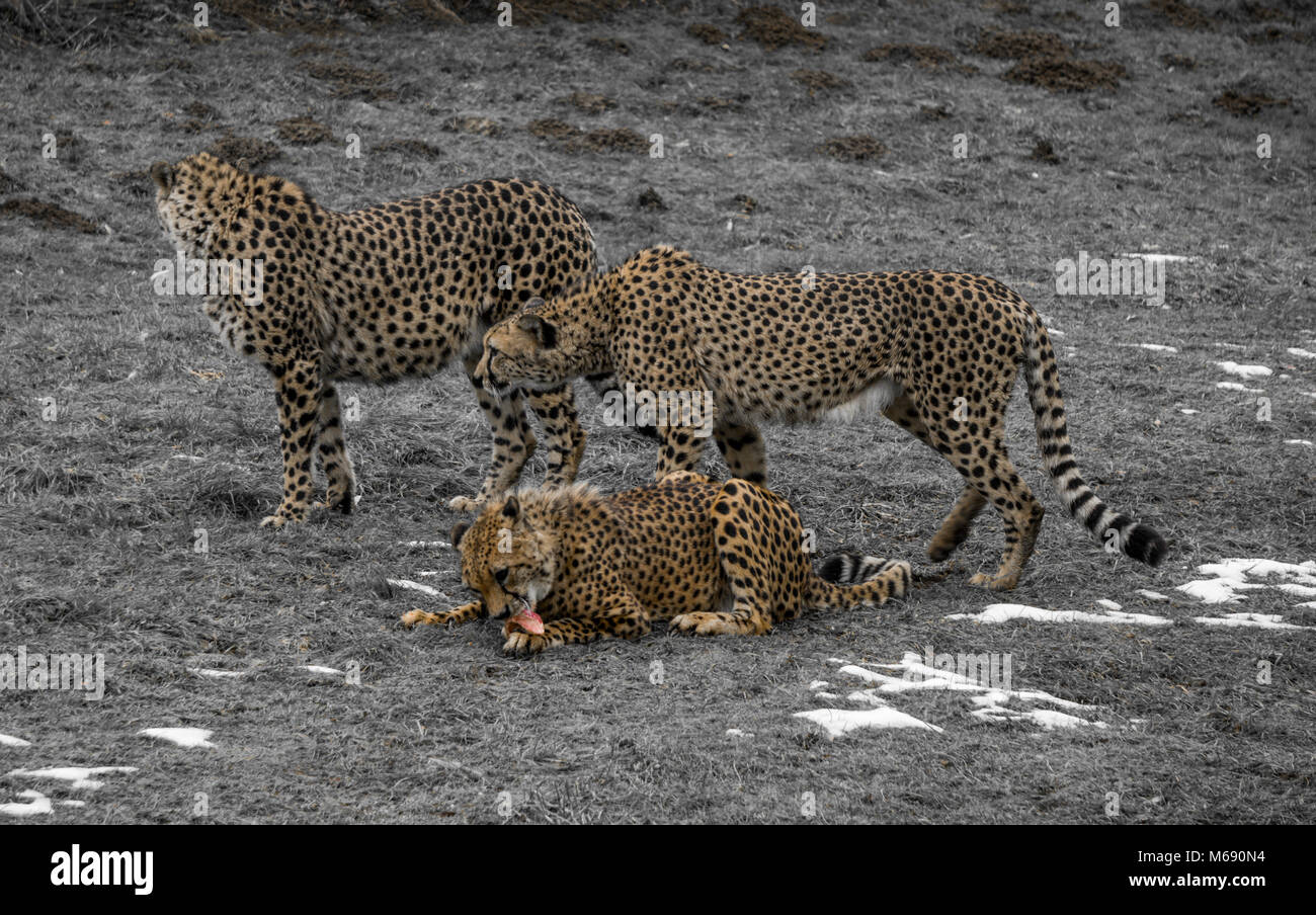 Trois guépards à l'intérieur d'un boîtier à un zoo avec fond désaturé Banque D'Images