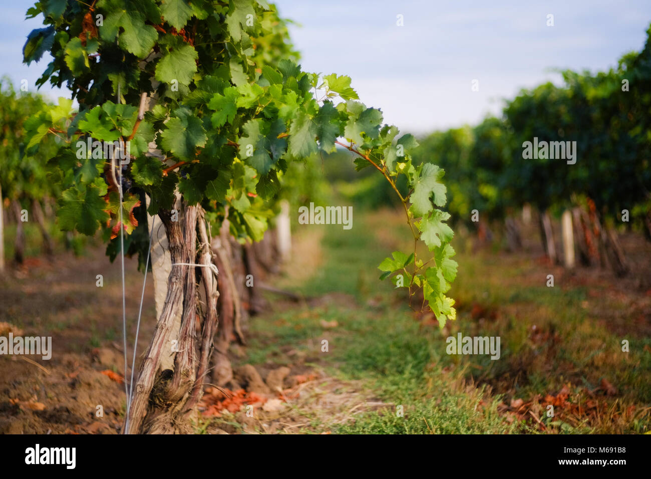 Les lignes avec le vignoble les vignes. La saison de la récolte des raisins dans la République de Moldova Banque D'Images