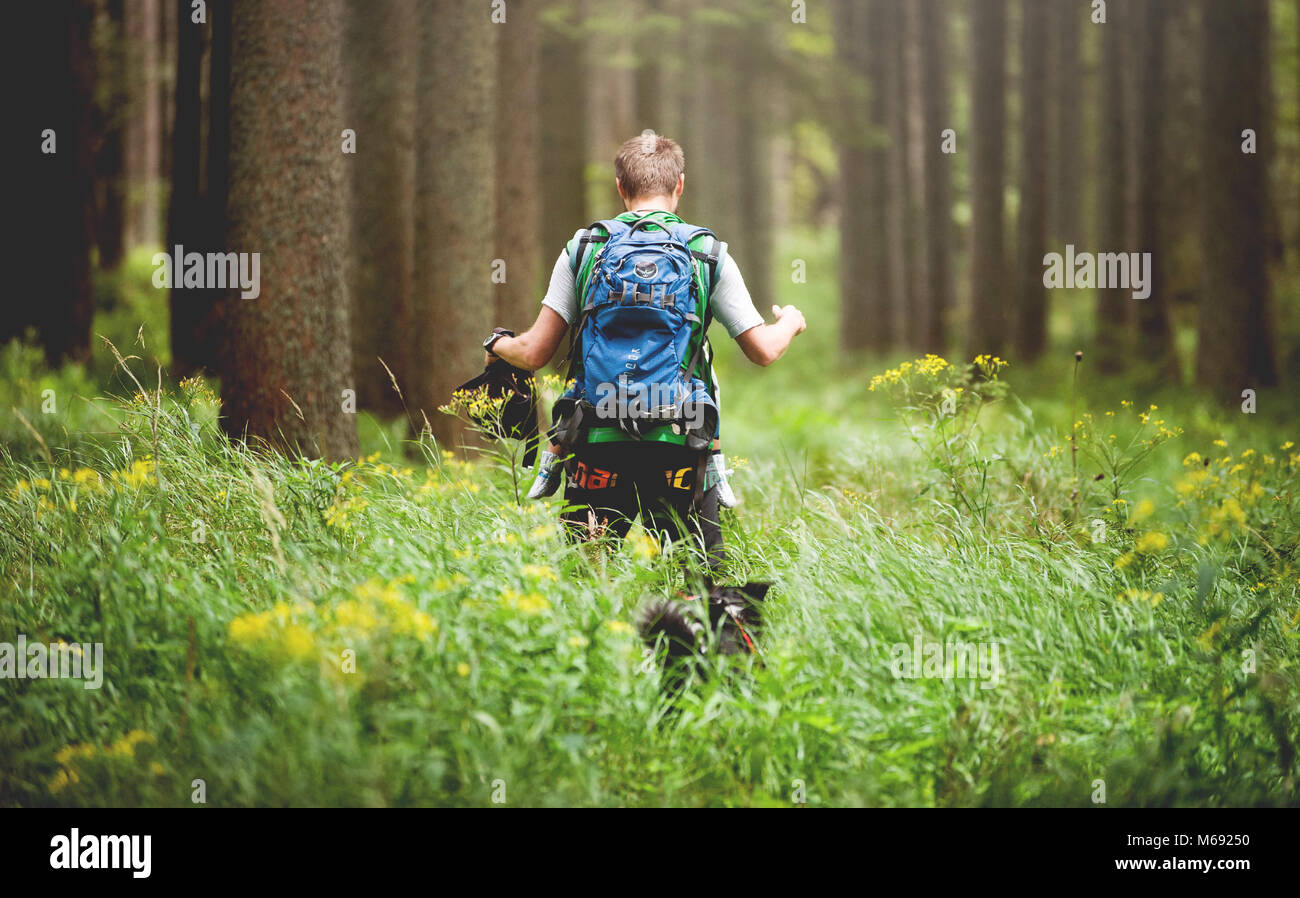Forêt de Bohême, RÉPUBLIQUE TCHÈQUE, Août 2016 : l'homme passe dans le bois à travers l'herbe haute. Border Collie noir et blanc l'accompagne. Banque D'Images