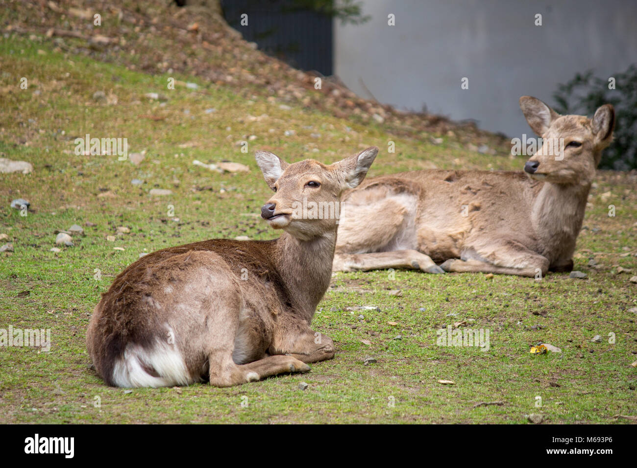 Cerfs autour du Tōdai-ji temple bouddhiste qui a été une fois que l'un des sept puissants grands temples, situé dans la ville de Nara, au Japon. Banque D'Images