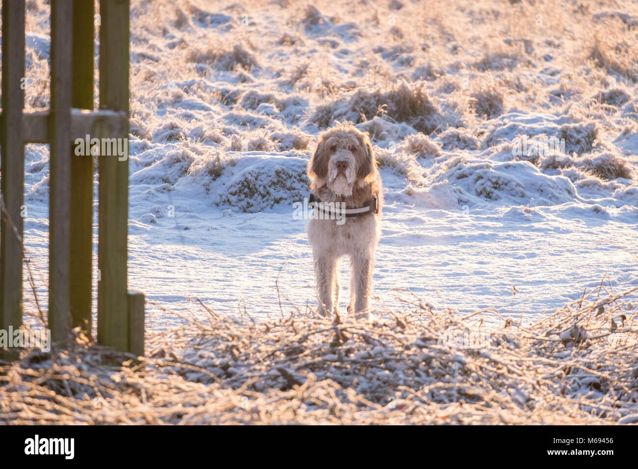 Promenade de chiens dans la neige Banque D'Images