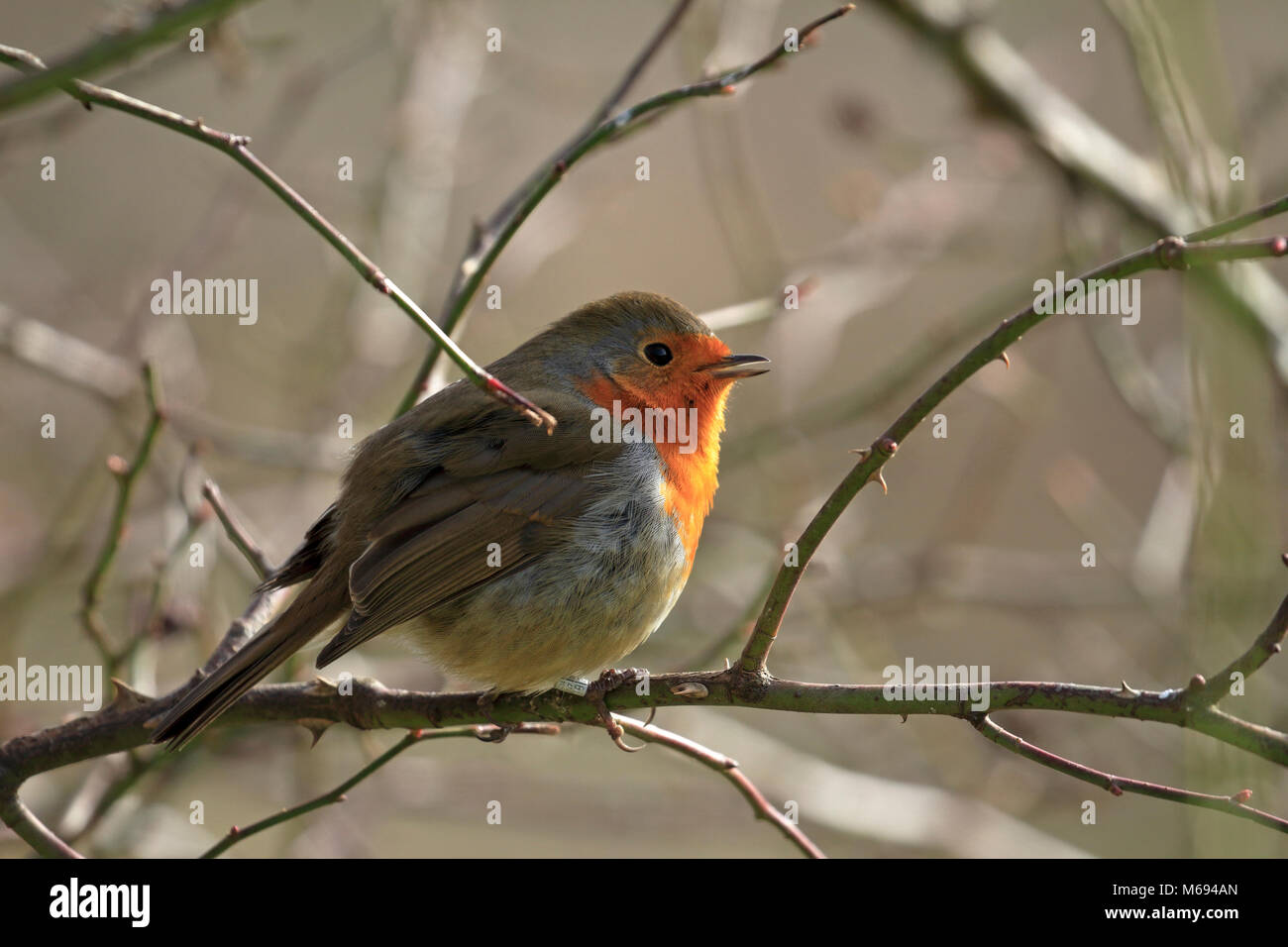 Robin européen, Erithacus rubecula aux abords, robin redbreast de ronces, England, UK. Banque D'Images