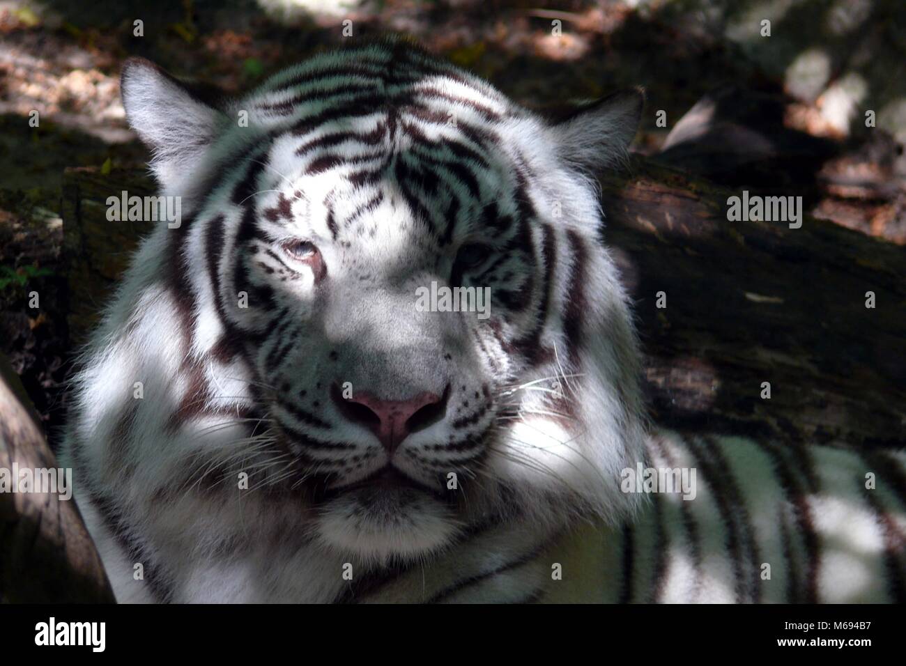 Tigre blanc mâle dans l'ombre pommelé. Prise au Zoo Caldwell dans Tyler, TX. Banque D'Images