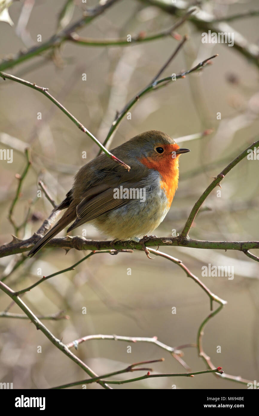 Robin européen, Erithacus rubecula aux abords, robin redbreast de ronces, England, UK. Banque D'Images
