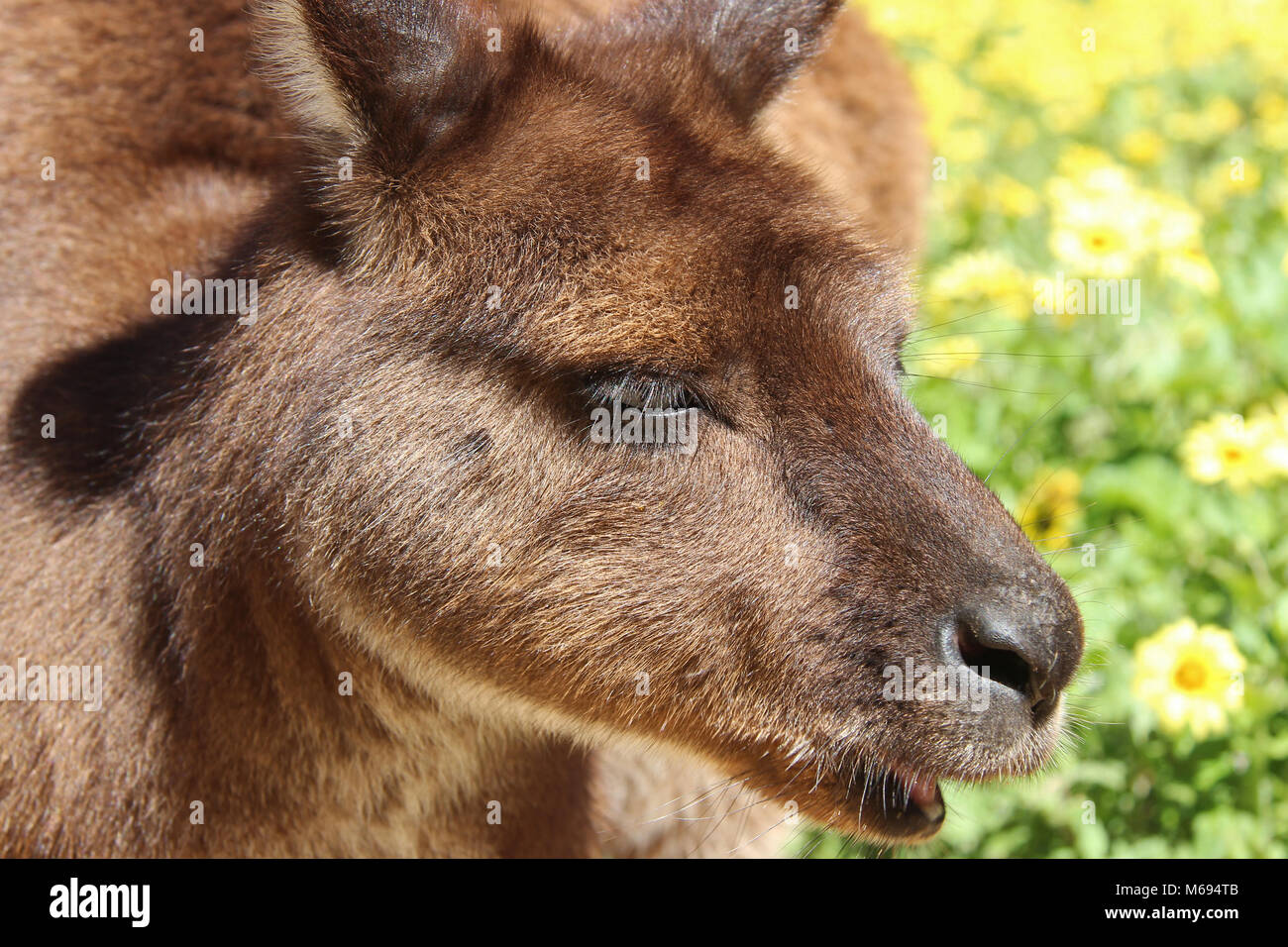 Un kangourou dans un champ sur Kangaroo Island (Australie). Banque D'Images
