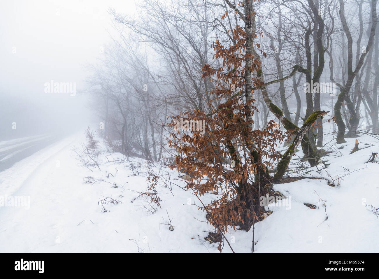 Forêt de la neige d'hiver Banque D'Images