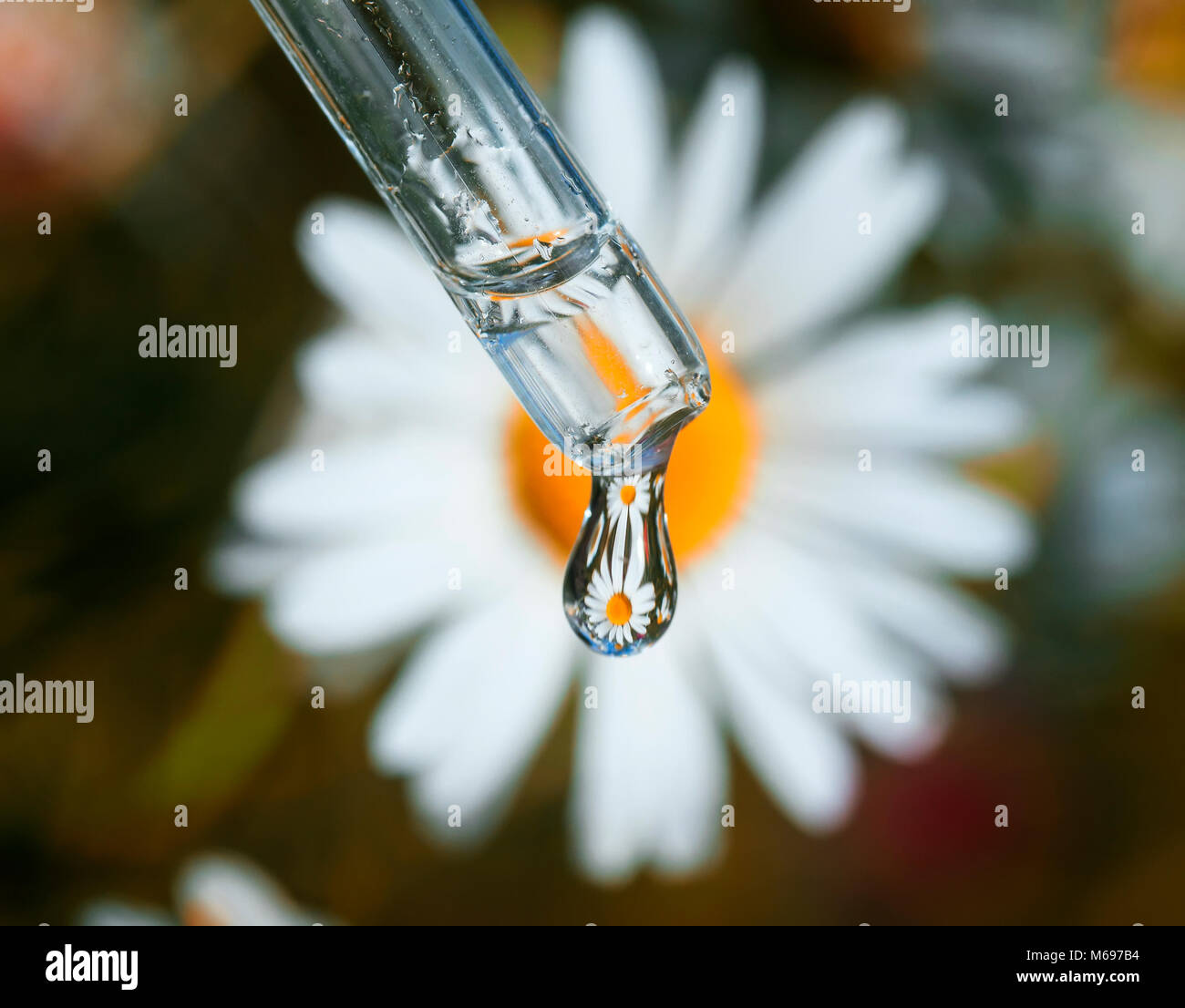 Une goutte de camomille odorante gouttes d'huile d'une pipette en verre sur  un fond de fleurs blanches médicinales Photo Stock - Alamy