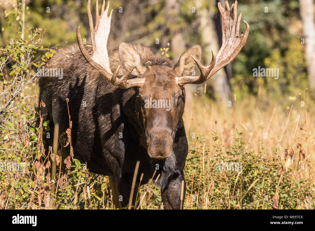 Shiras Bull Moose dans Wyoming pendant le rut d'automne Banque D'Images Shiras Bull Moose dans Wyoming pendant le rut d'automne Banque D'Images