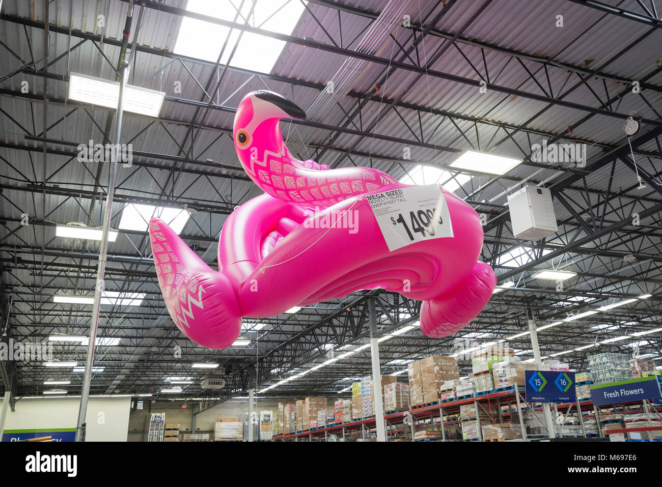 Flamingo en plastique gonflable géant flottant suspendu du plafond d'un Sam's Club de Gainesville, Floride, en prévision de l'été. Banque D'Images