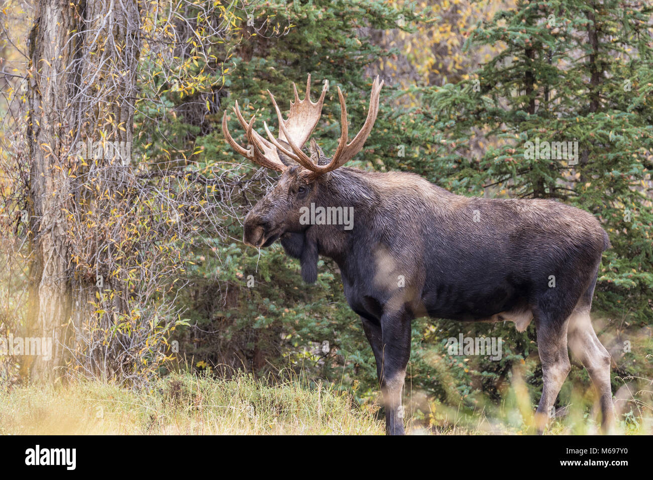 Shiras Bull Moose dans Wyoming pendant le rut d'automne Banque D'Images