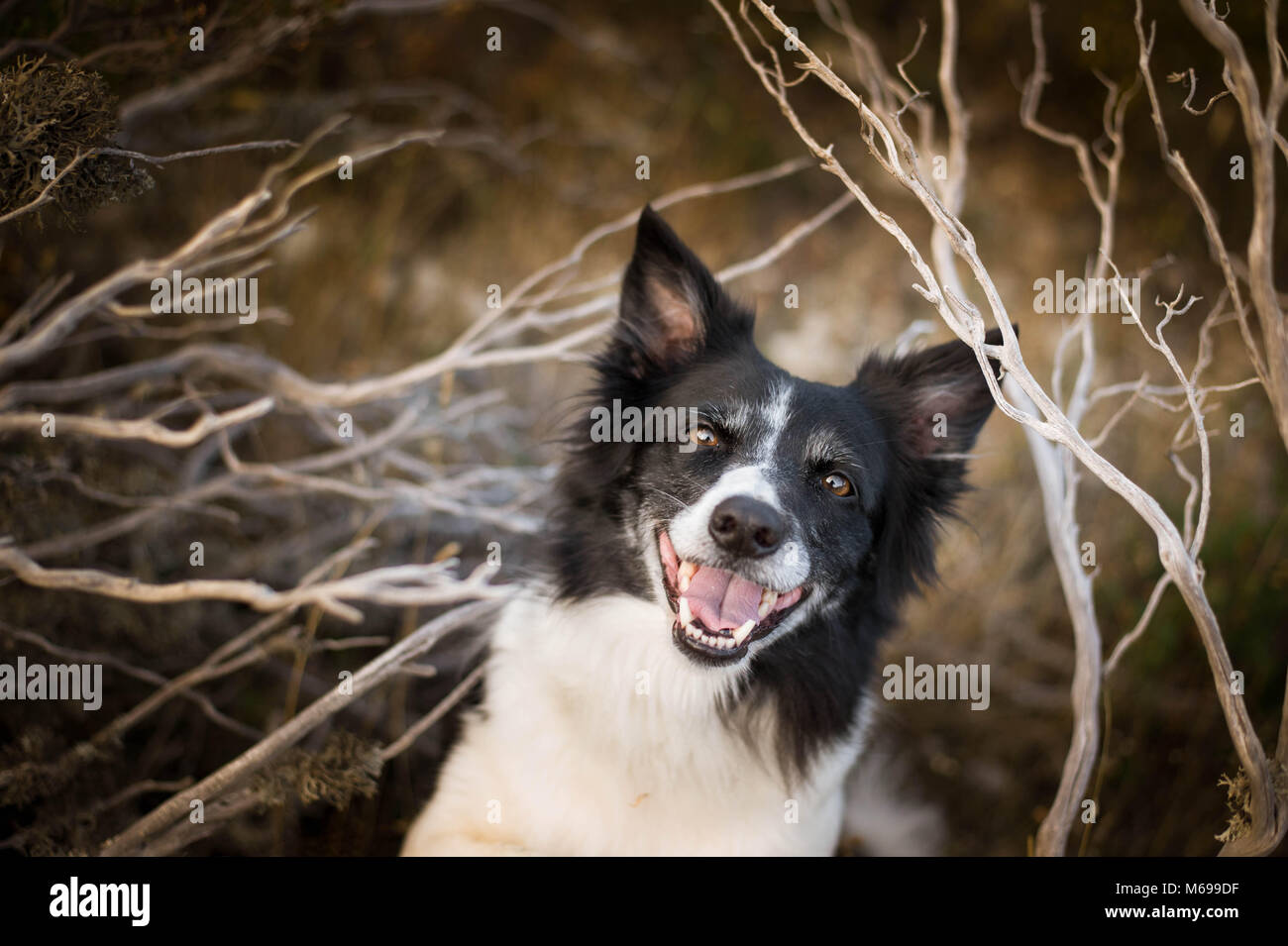 Souriant Chien. Happy Black and White Border Collie. Banque D'Images