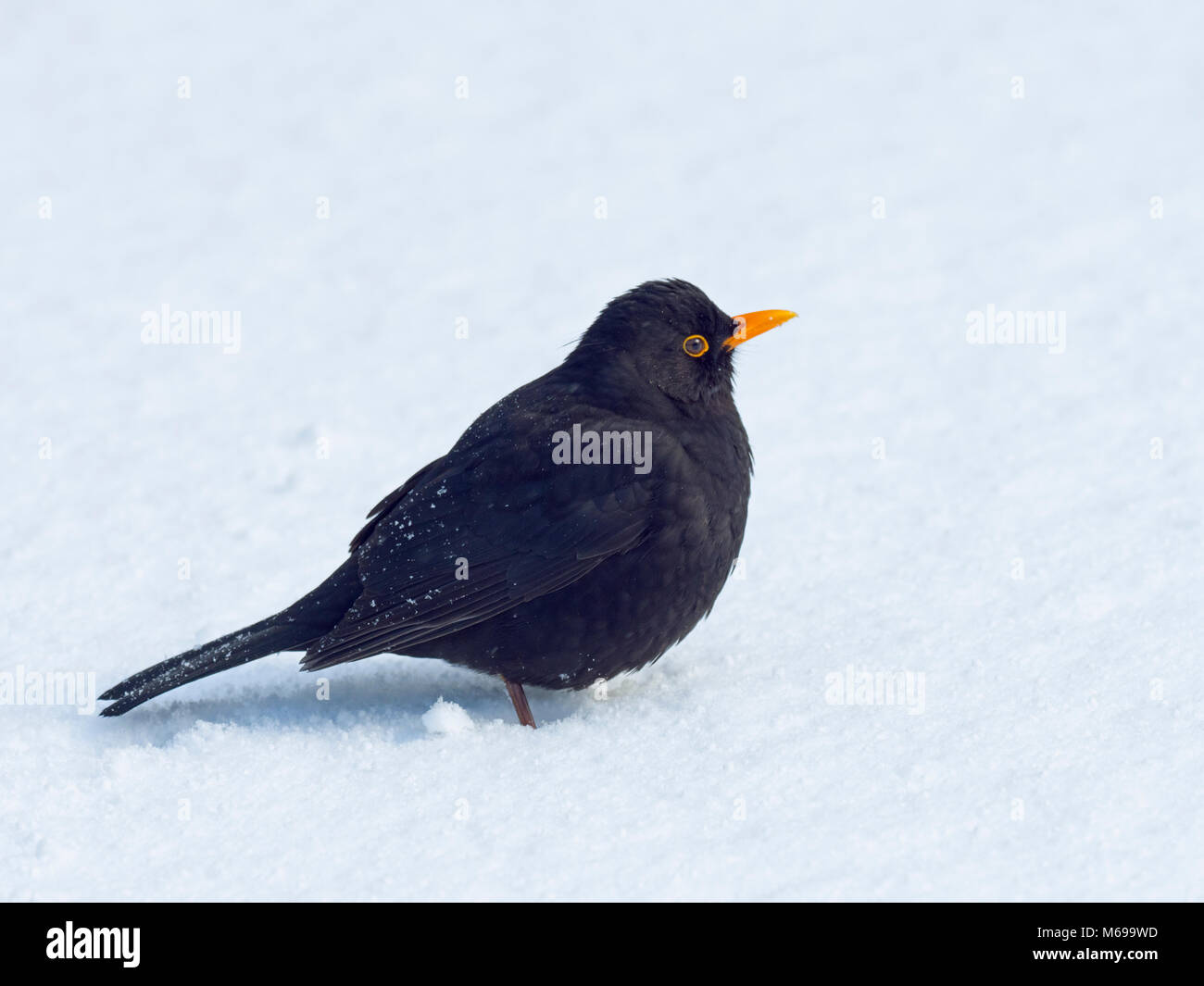 Turdus merula Blackbird mâle dans la neige Banque D'Images