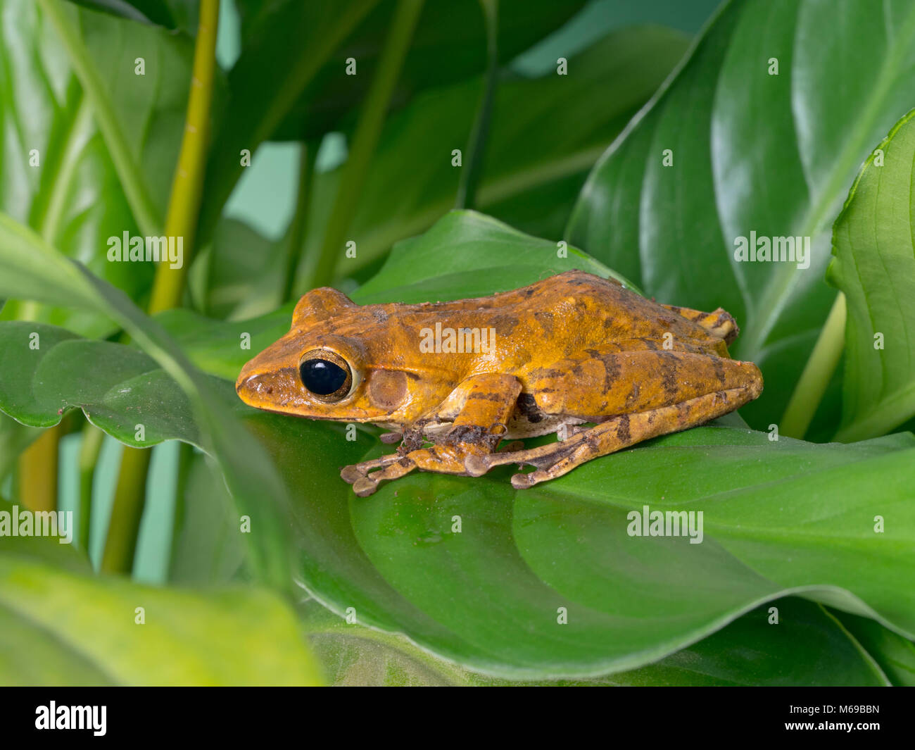 Golden frog panaméen Atelopus zeteki animal captif Banque D'Images