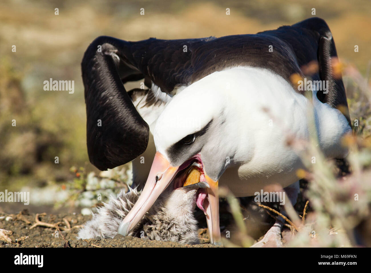 De l'albatros de Laysan Banque D'Images