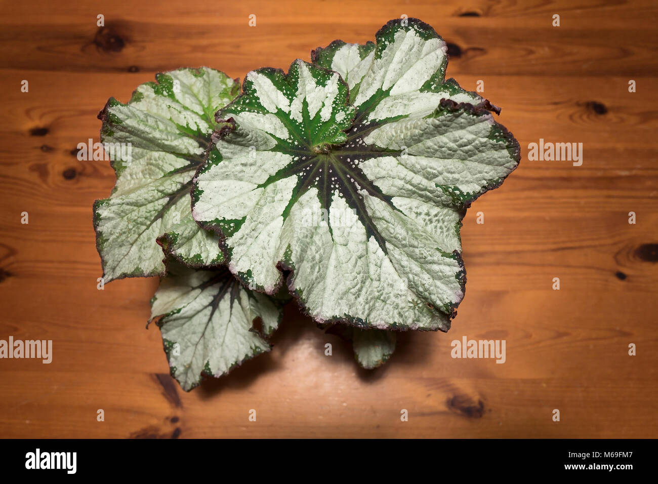 Begonia Rex Or Vert une plante d'ornement au Royaume-Uni en hiver Banque D'Images