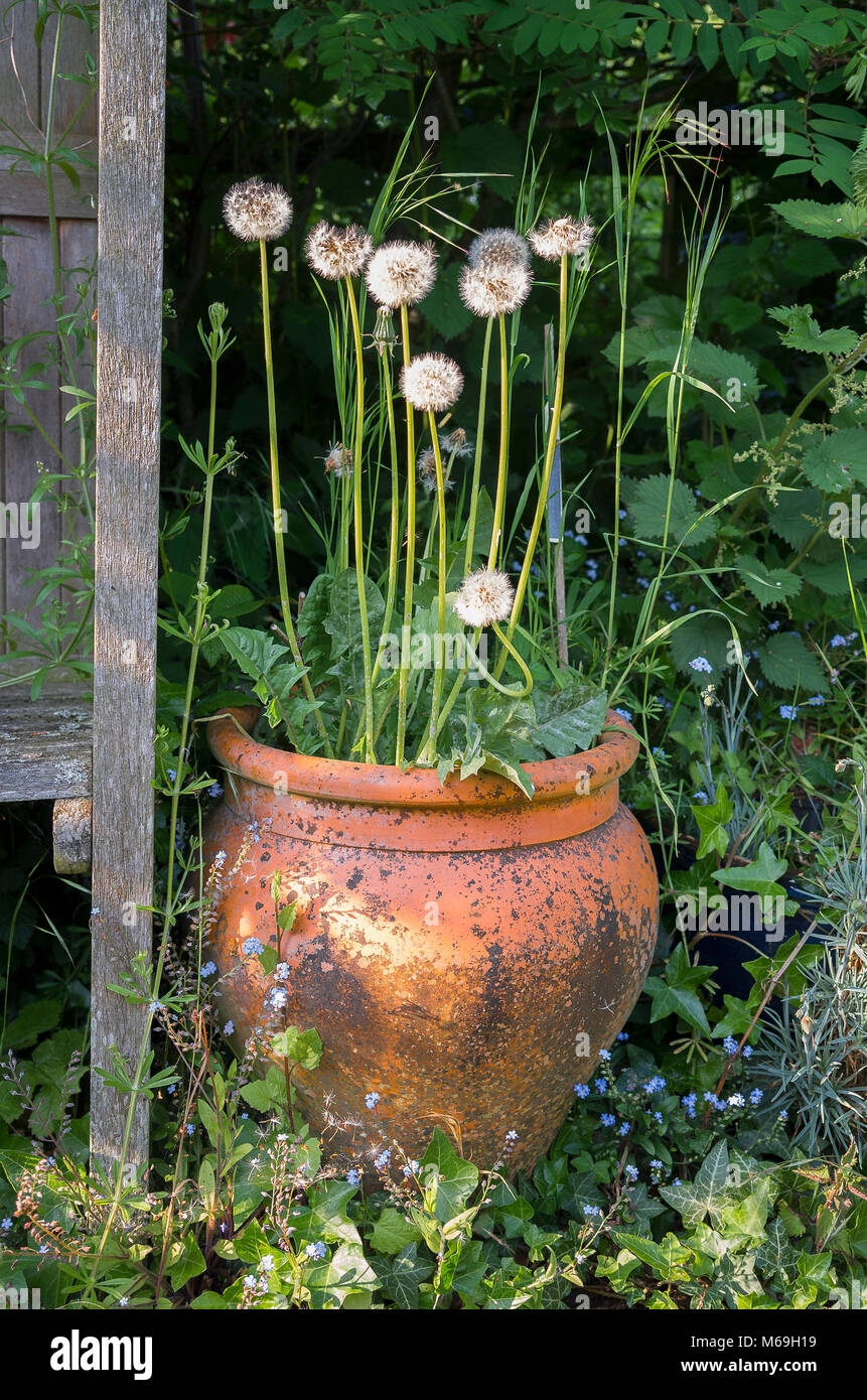 Négligé un semoir avec auto-ensemencement mauvaises herbes dans un coin caché du grand jardin en UK Banque D'Images