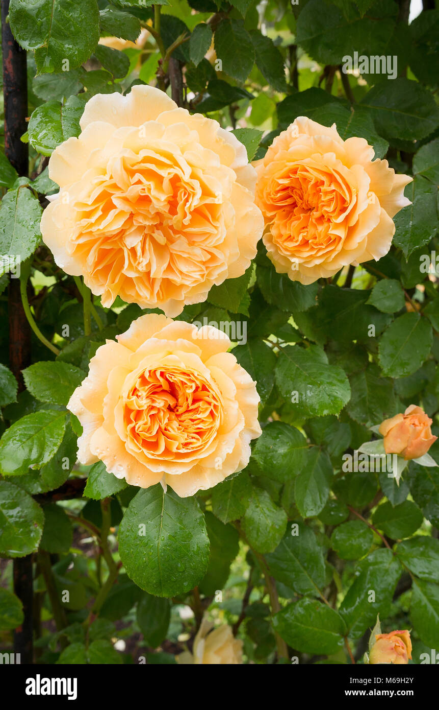Rosa Crown Princess Margareta avec fleurs orange abricot pousse dans un jardin anglais en UK Banque D'Images