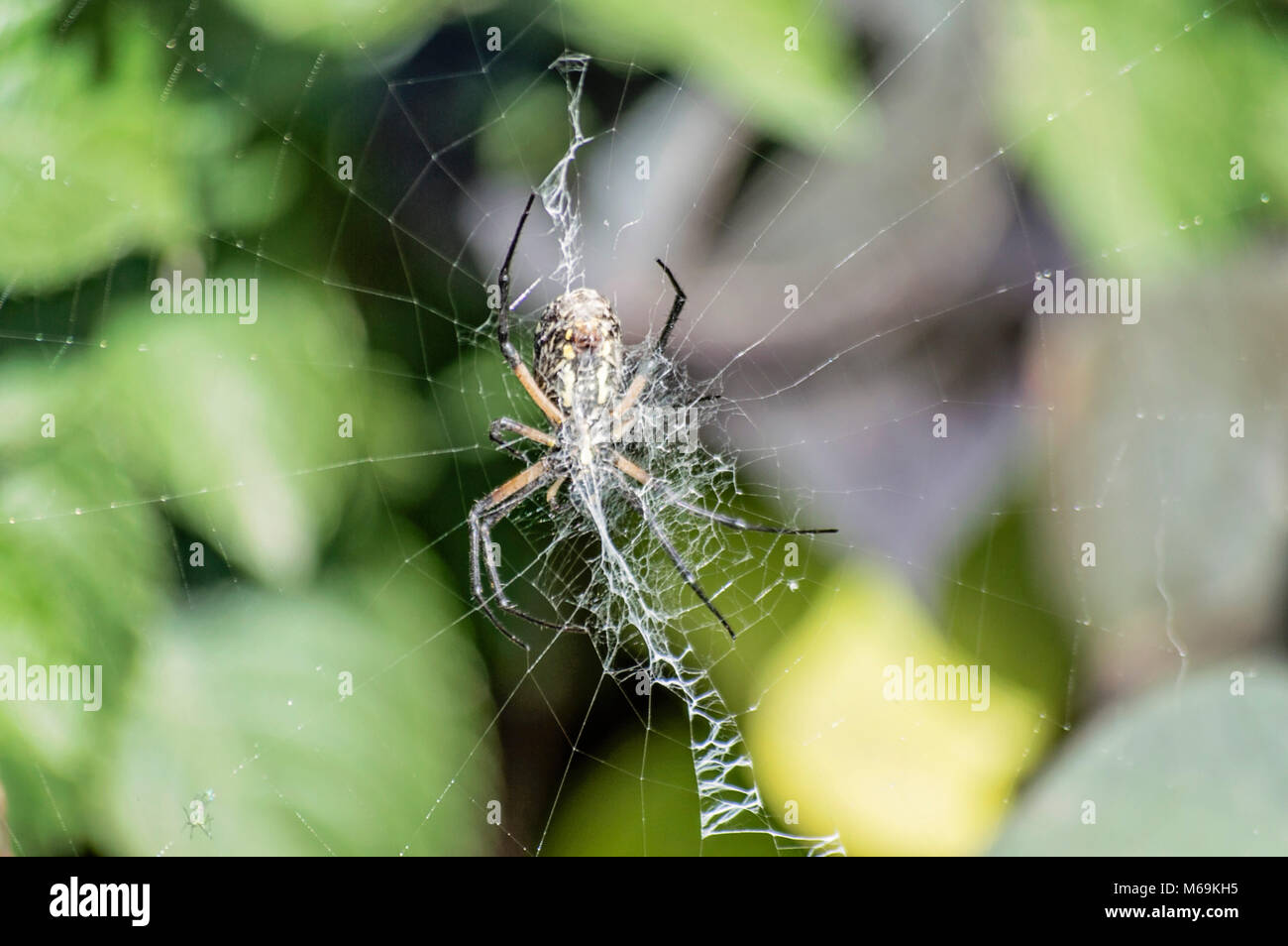 Araignée de jardin noire et jaune Banque de photographies et d’images à haute résolution Alamy