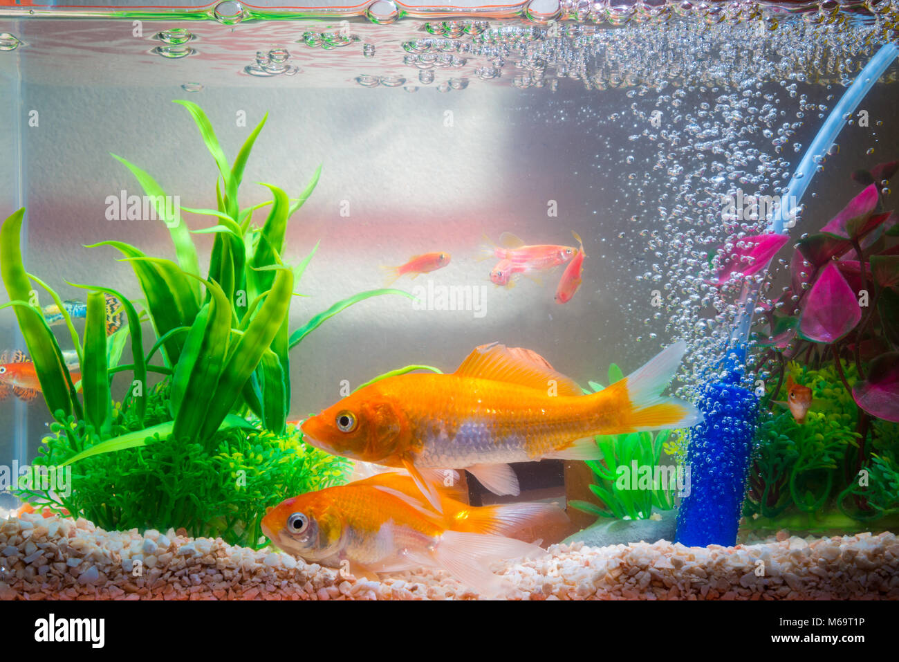 Peu De Poissons Dans Le Reservoir De Poissons Ou De L Aquarium Poissons D Or Guppy Et Poisson Rouge Fancy Carp Avec Plante Verte La Vie Sous Marine Concept Photo Stock Alamy