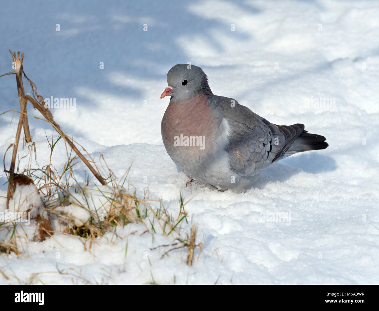 Pigeon colombin Columba oenas in snowy field Banque D'Images