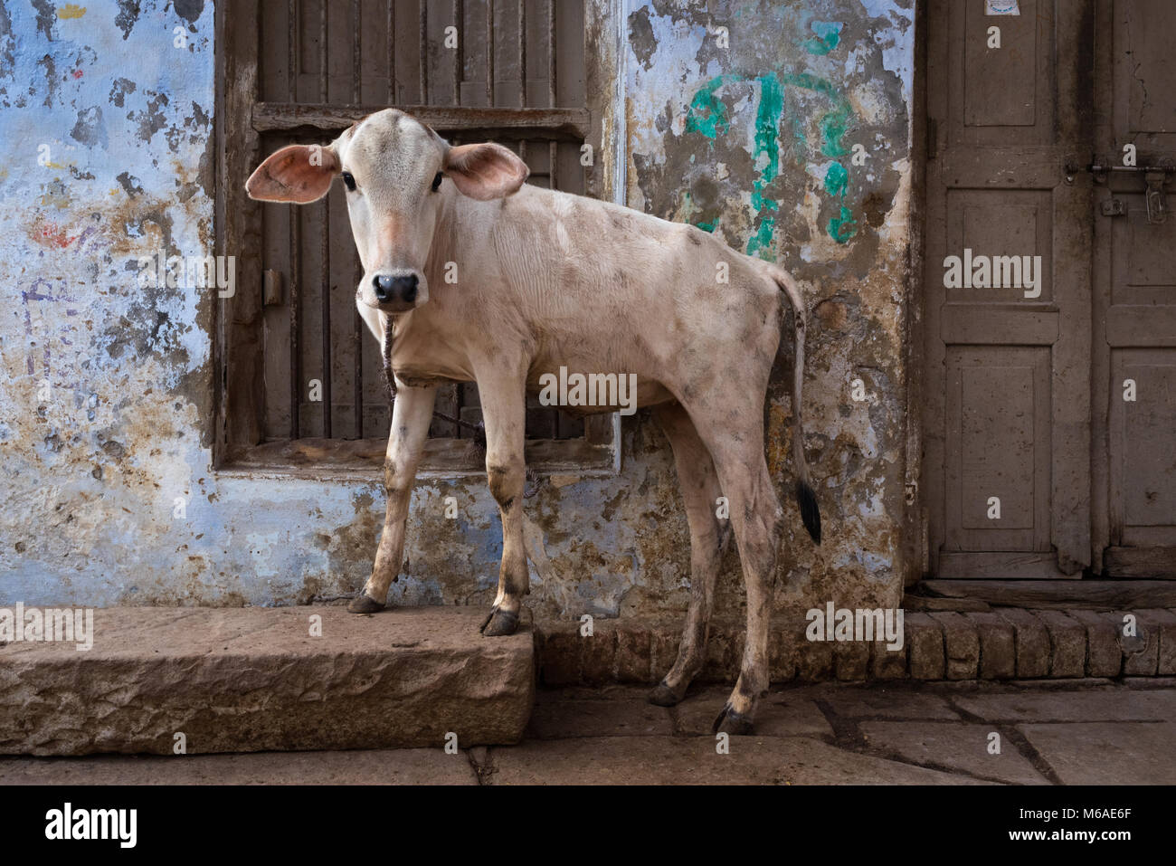 Portrait d'une vache debout dans la rue à Varanasi, Inde. Banque D'Images