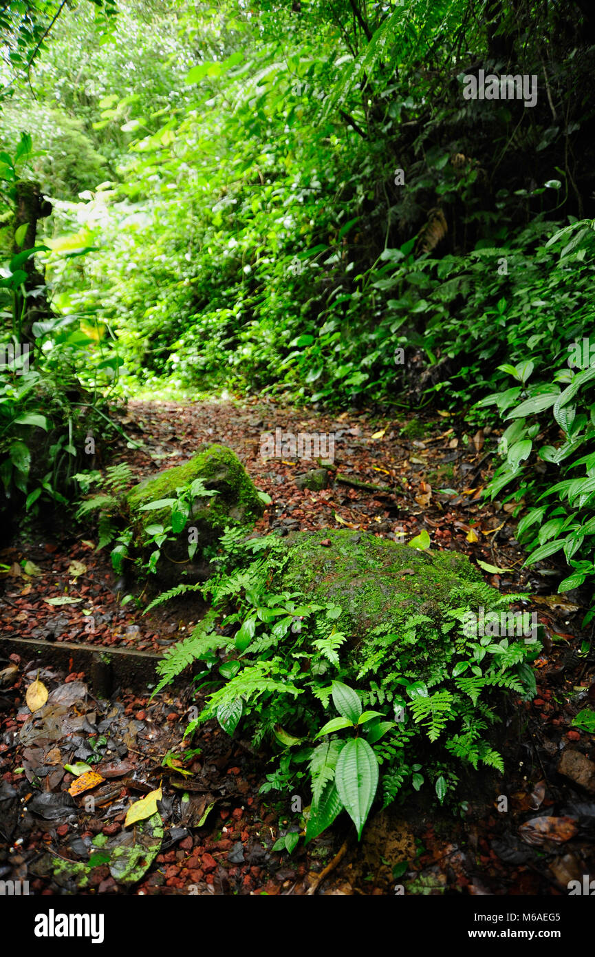 Le Trailside fougères dans Bosque Caricias, d''une réserve écologique, situé à Concepción de San Isidro de Heredia. Banque D'Images