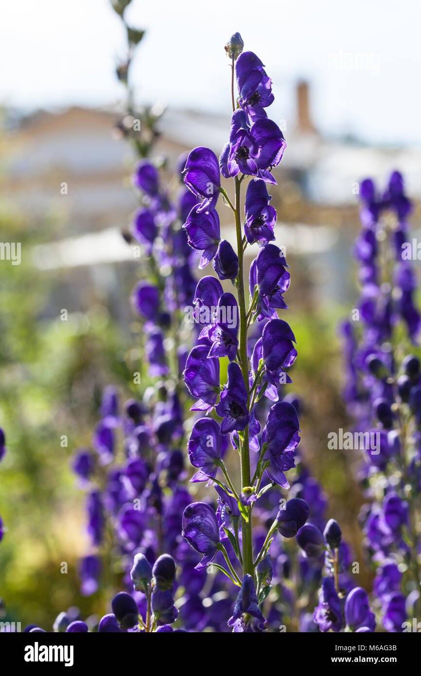 Monkshood, stormhatt Äkta (Aconitum napellus) Banque D'Images