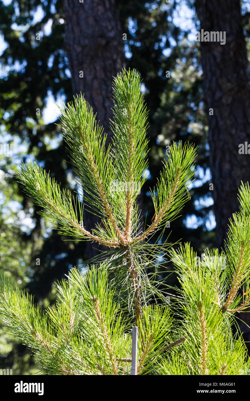 Pin rouge de Manchourie, Chinois (Mandarin) tall (Pinus tabuliformis) Banque D'Images